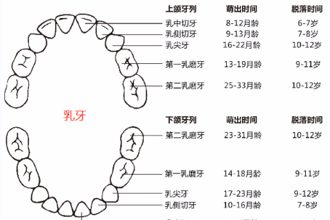 小孩什么时候萌牙，牙齿什么时候脱落？儿童换牙时间表，建议家长收藏